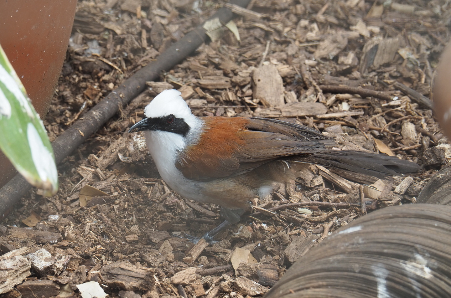 White-crested laughingthrush (Garrulax leucolophus), 2021-06-15