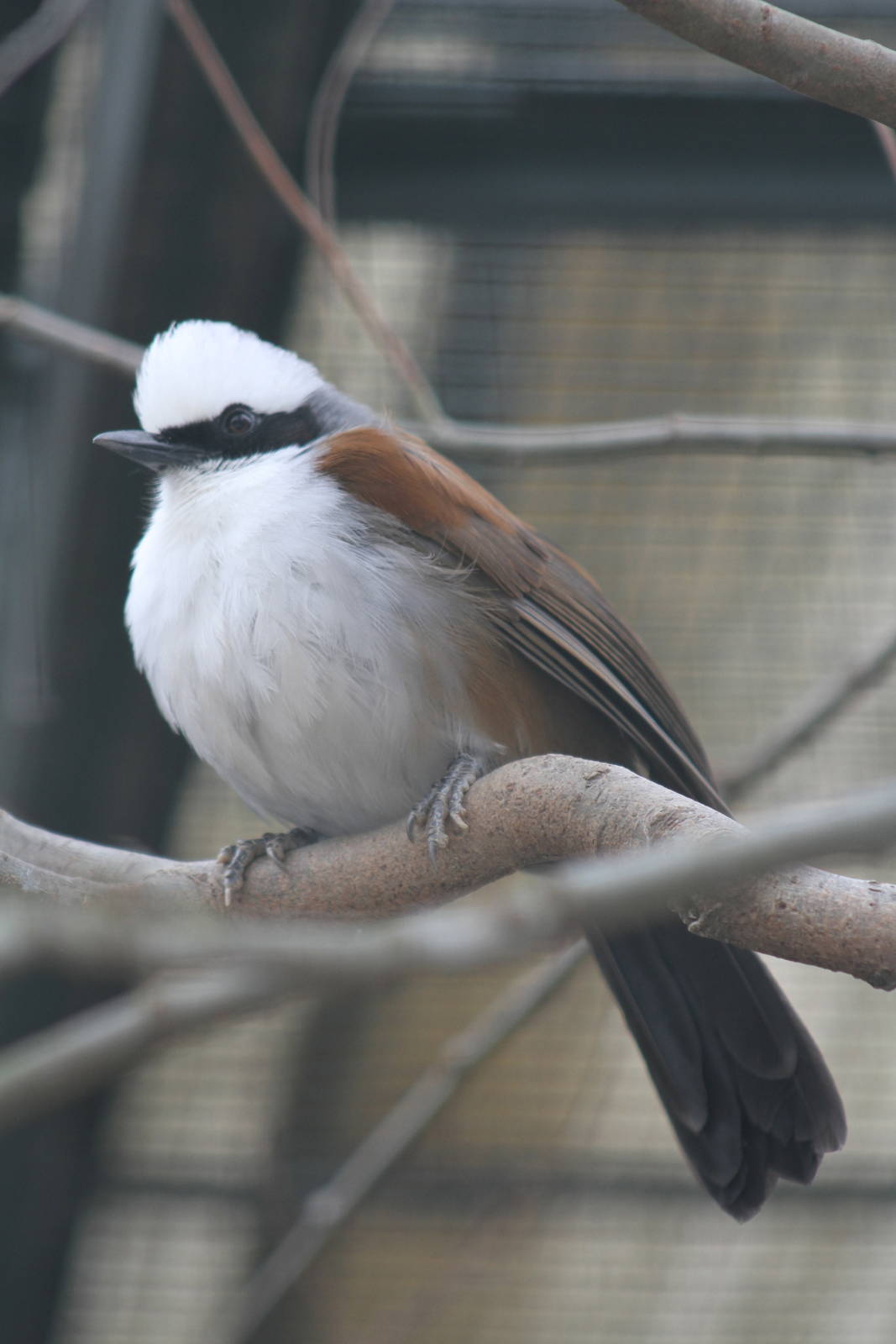 White-crested Laughingthrush (Garrulax leucolophus)