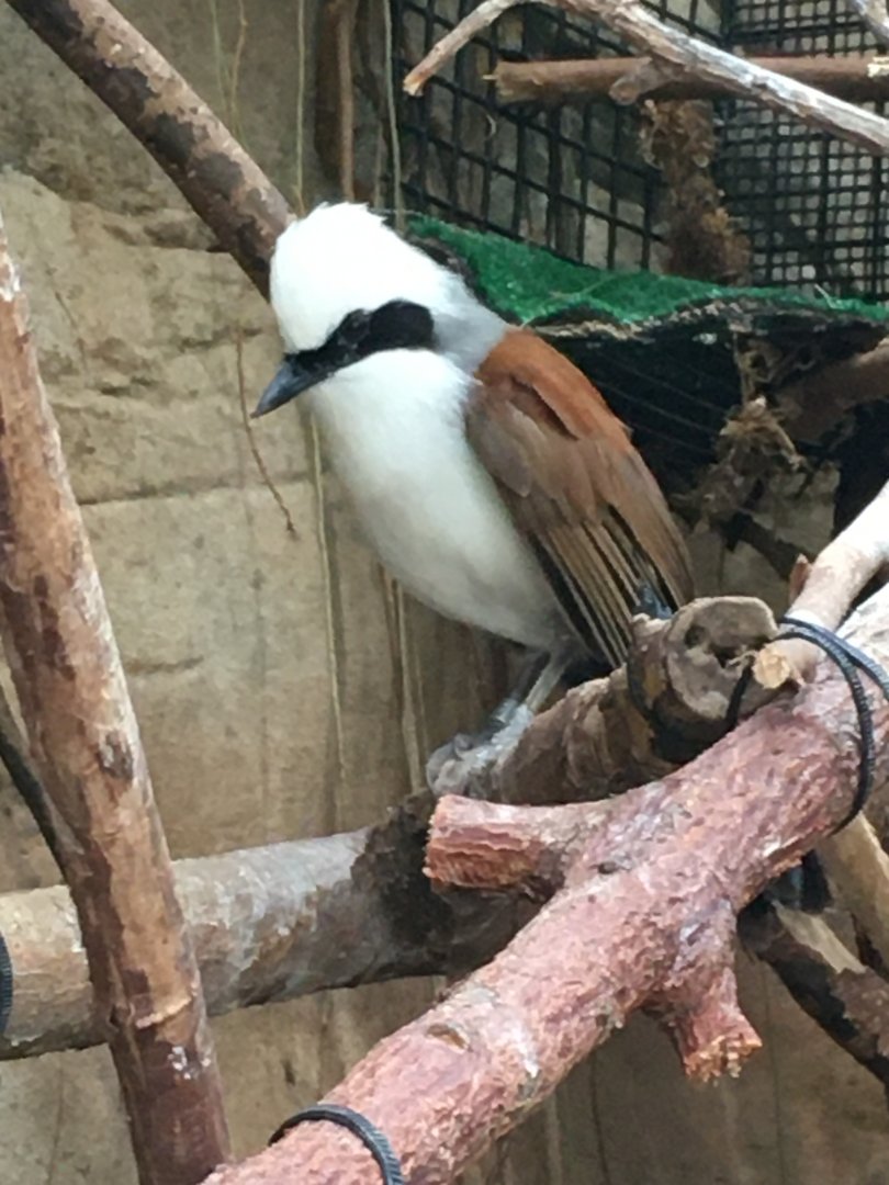 White-Crested Laughingthrush (Garrulax leucolophus)