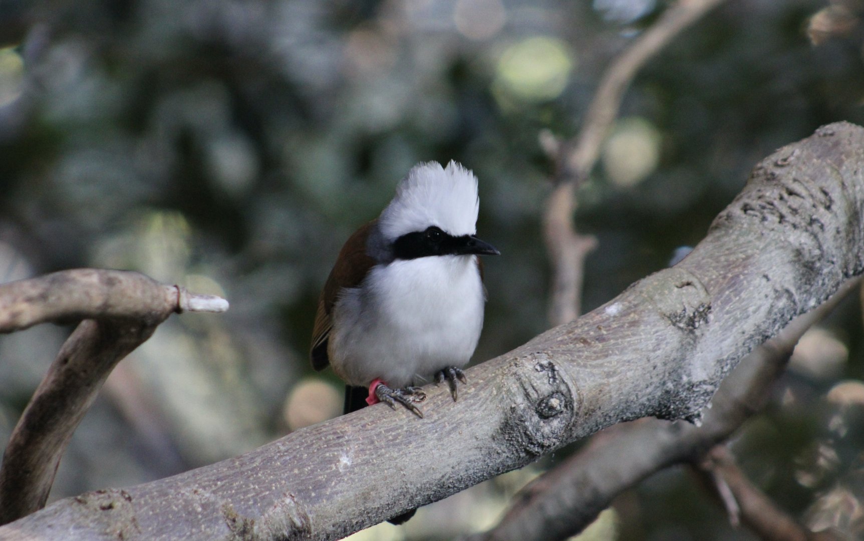 White-Crested Laughingthrush (Garrulax leucolophus)