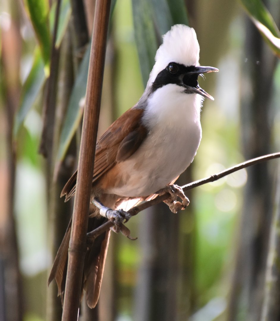 White-crested Laughingthrush (Garrulax leucolophus)