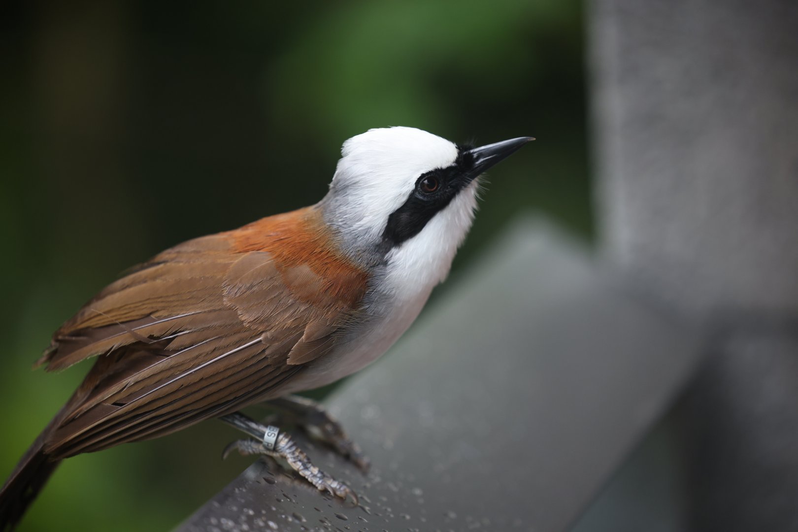 White-crested Laughingthrush (Garrulax leucolophus)