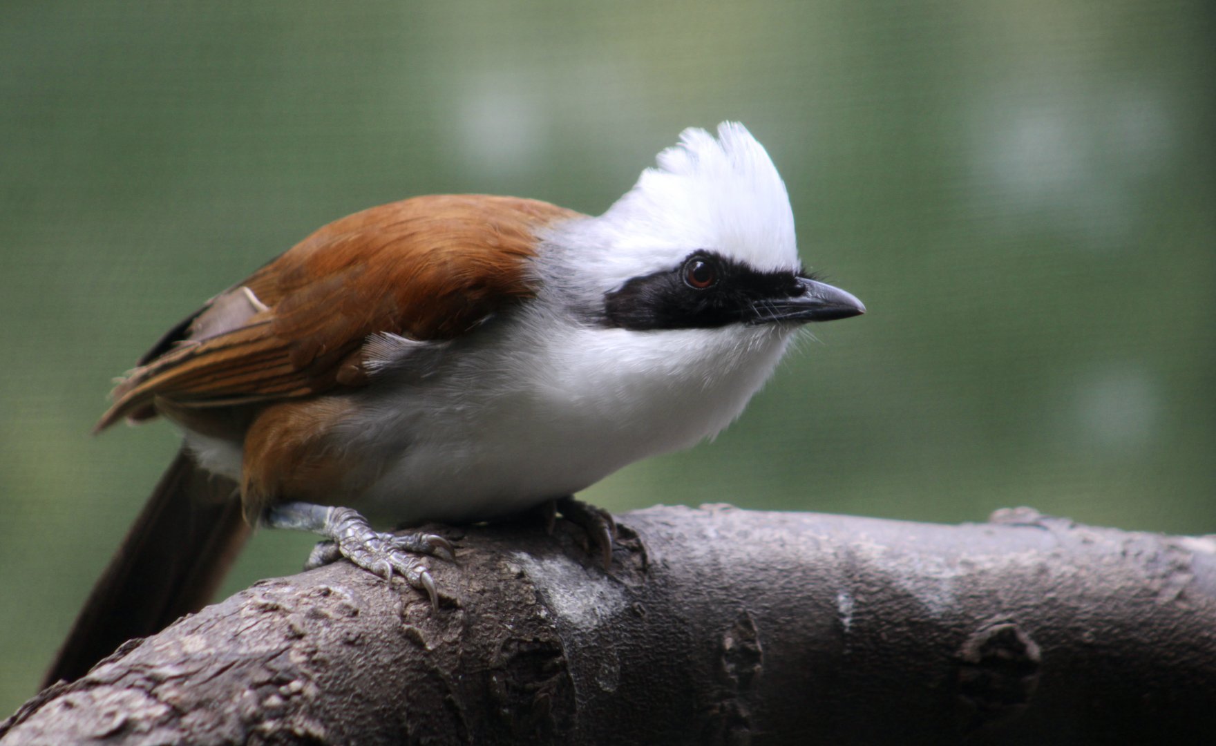 White-Crested Laughingthrush (Garrulax leucolophus)