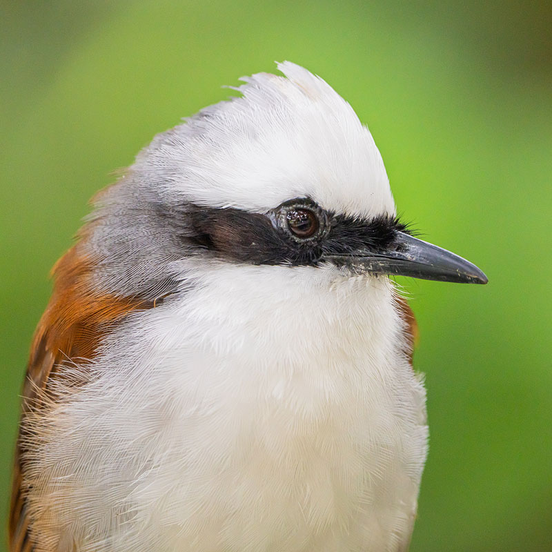 White-crested Laughingthrush (Garrulax Leucolophus)