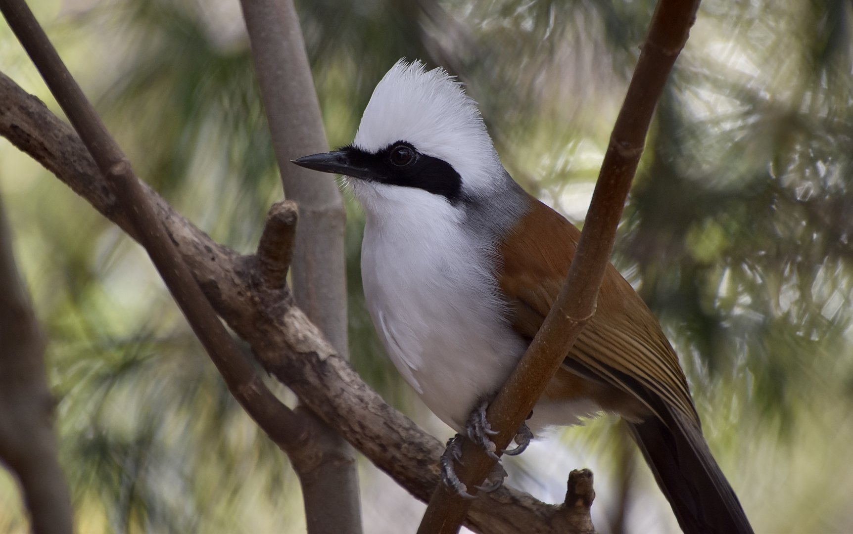 White-Crested Laughingthrush (Garrulax leucolophus)