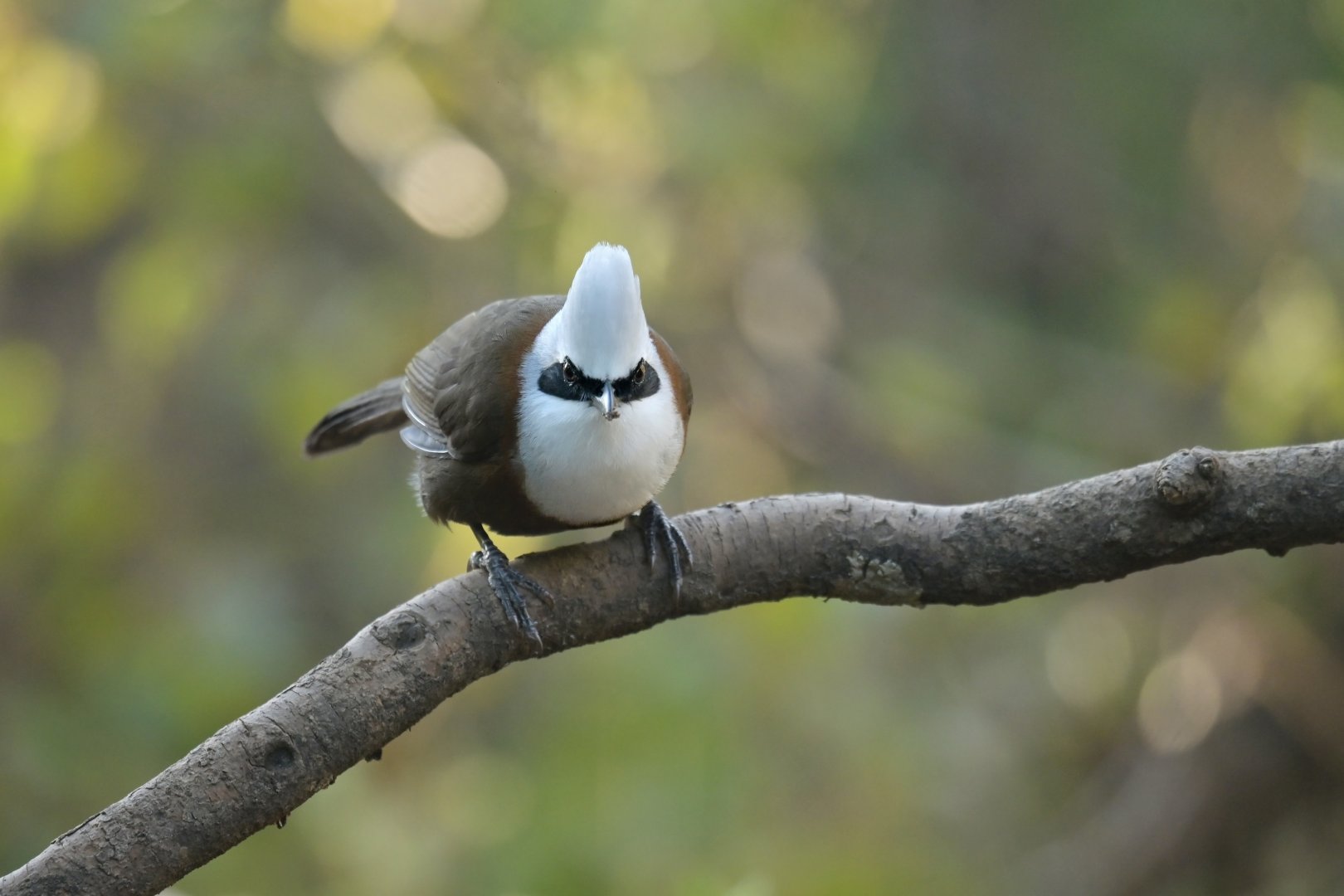White-crested Laughingthrush Garrulax leucolophus
