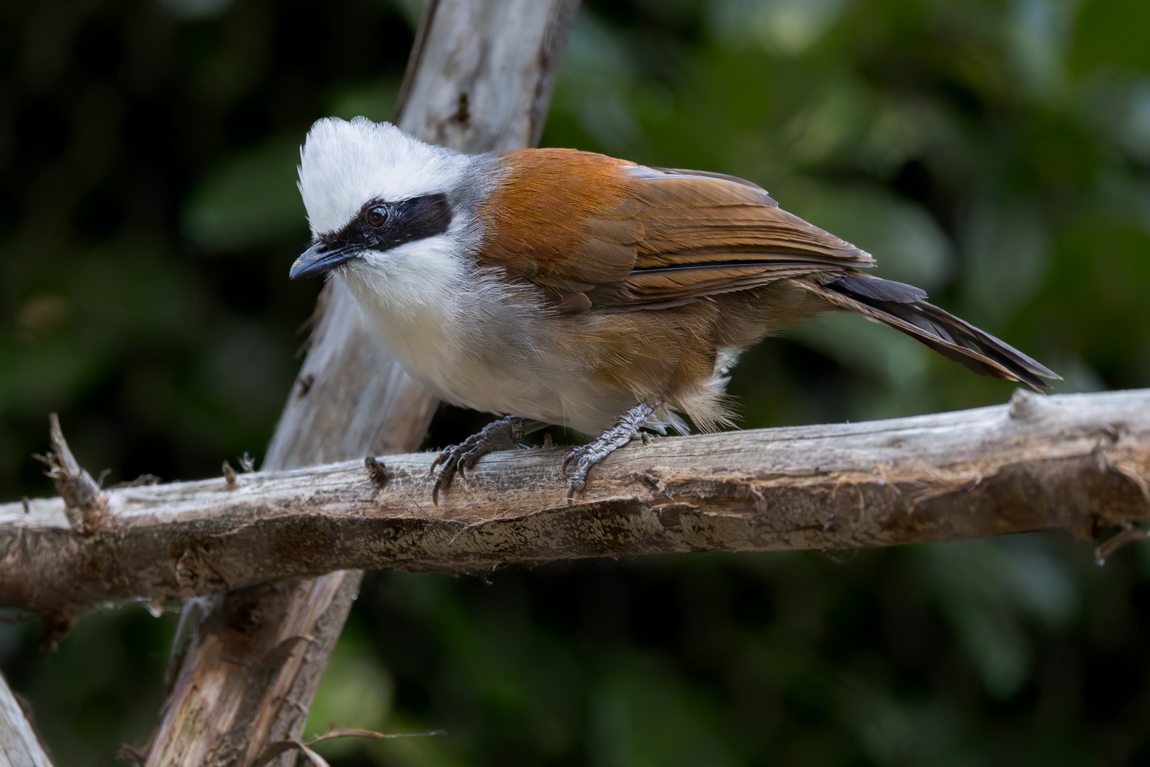 White-crested Laughingthrush / Hamerton / 22-9-25