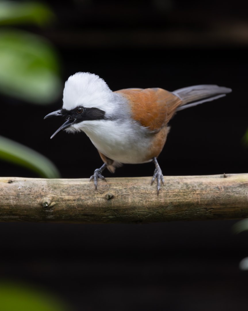 White-crested Laughingthrush / Hamerton / 23-12-24