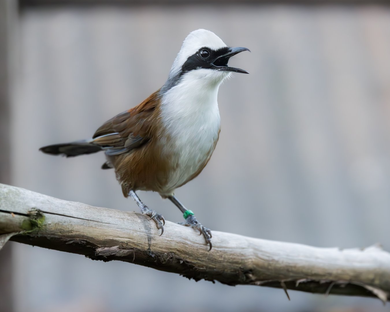 White-crested Laughingthrush / Hamerton / 27-11-24