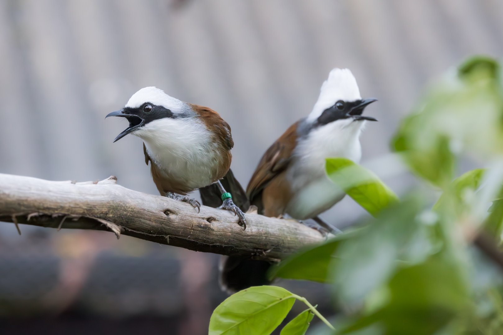 White-crested Laughingthrush / Hamerton / 27-11-24