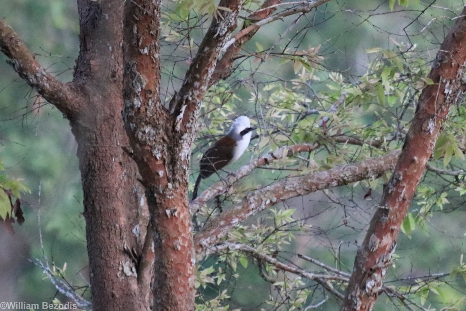 White-crested Laughingthrush - Khao Yai National Park