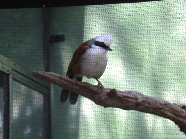 White-Crested Laughingthrush