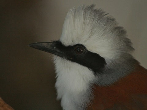 White-crested Laughingthrush