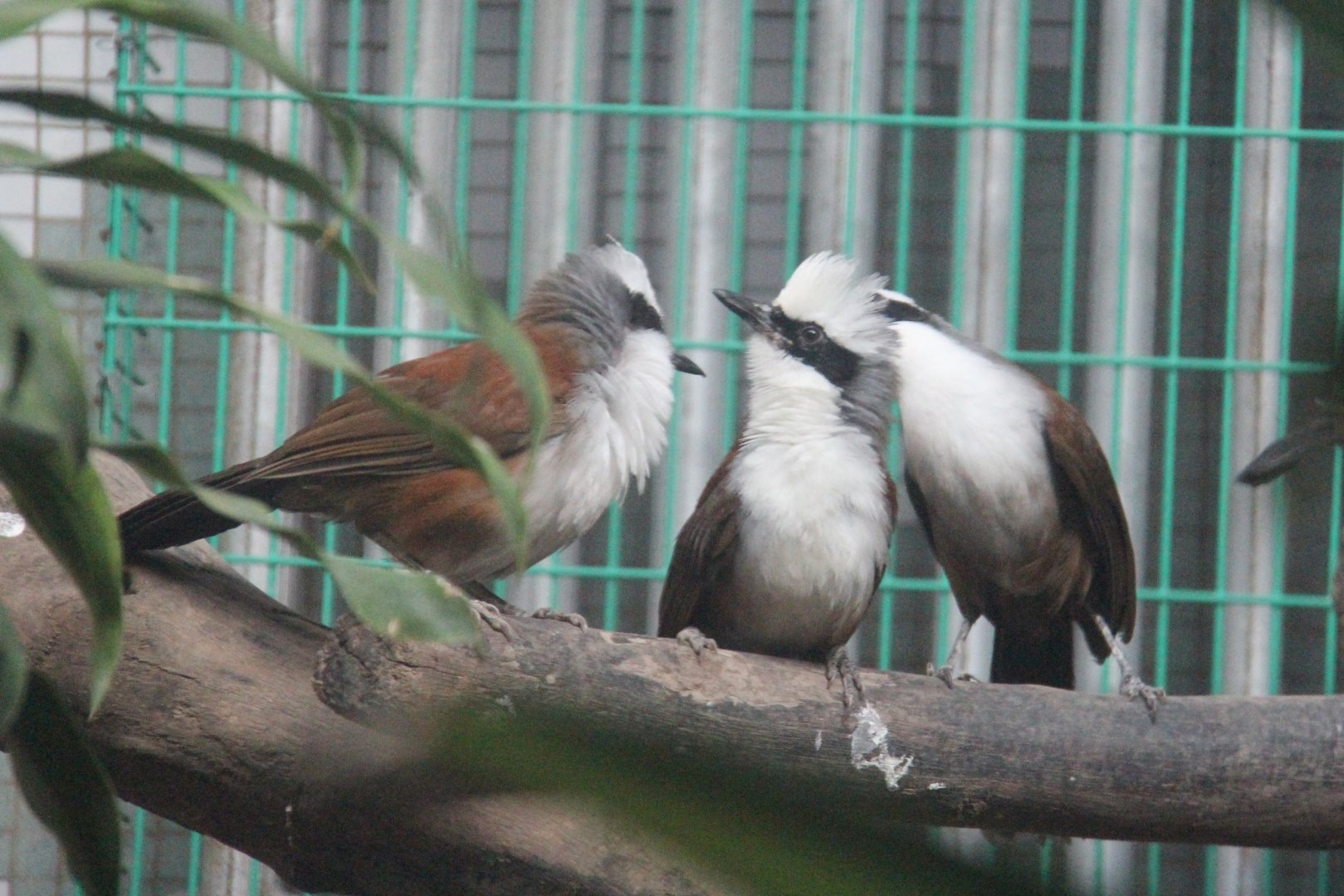 White-crested Laughingthrush