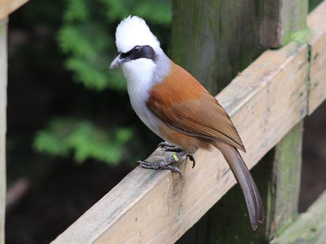 White-crested Laughingthrush