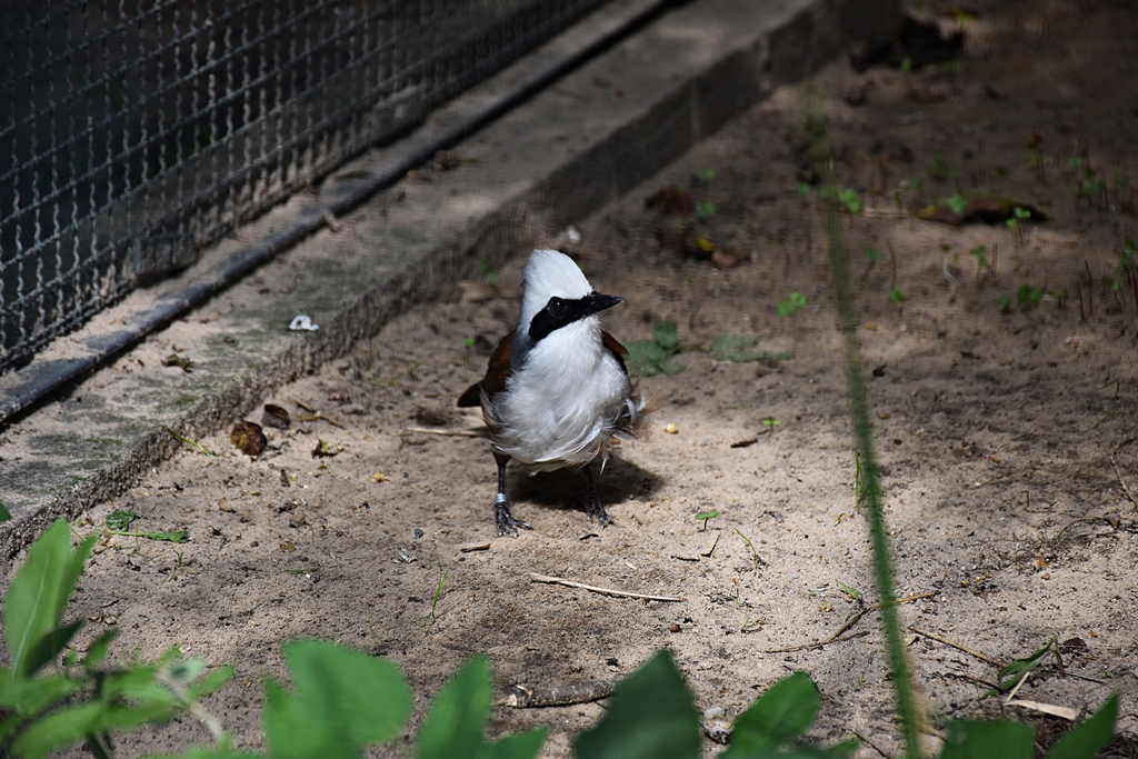 White-crested laughingthrush