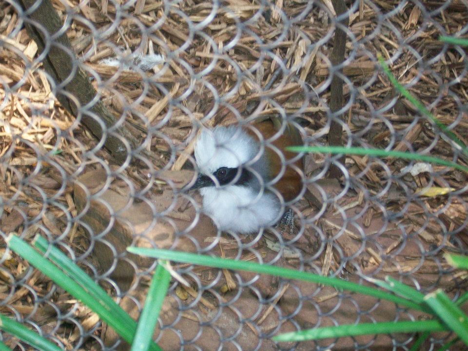 White-crested laughingthrush