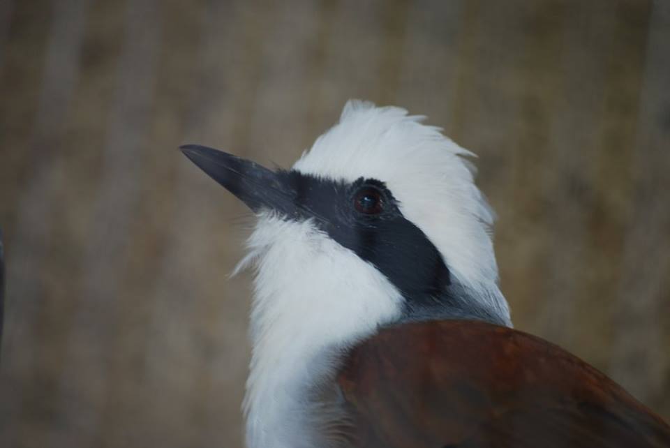 White Crested Laughingthrush