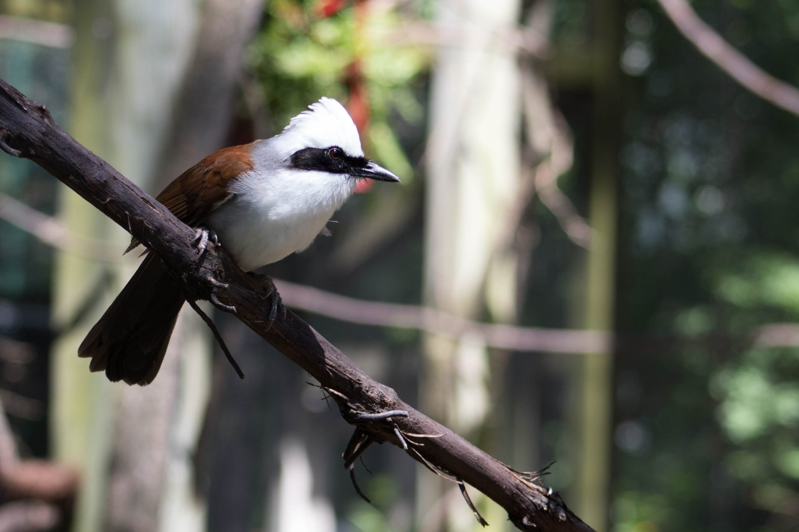 White-crested laughingthrush
