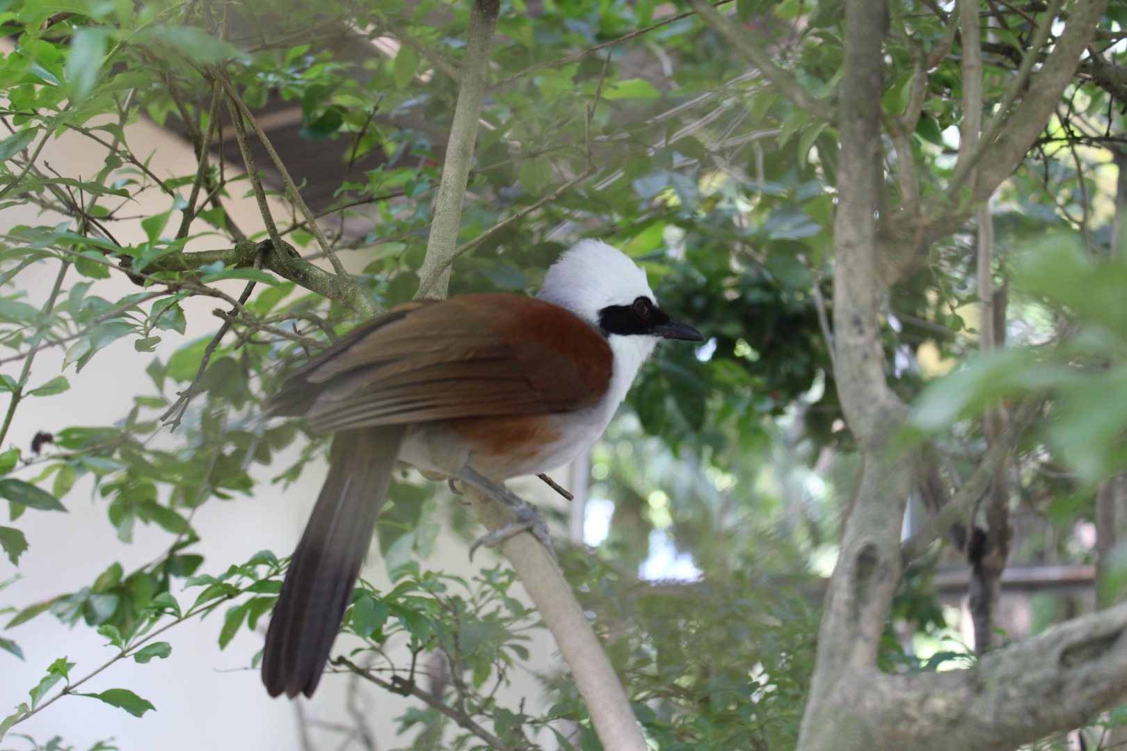 White crested laughingthrush