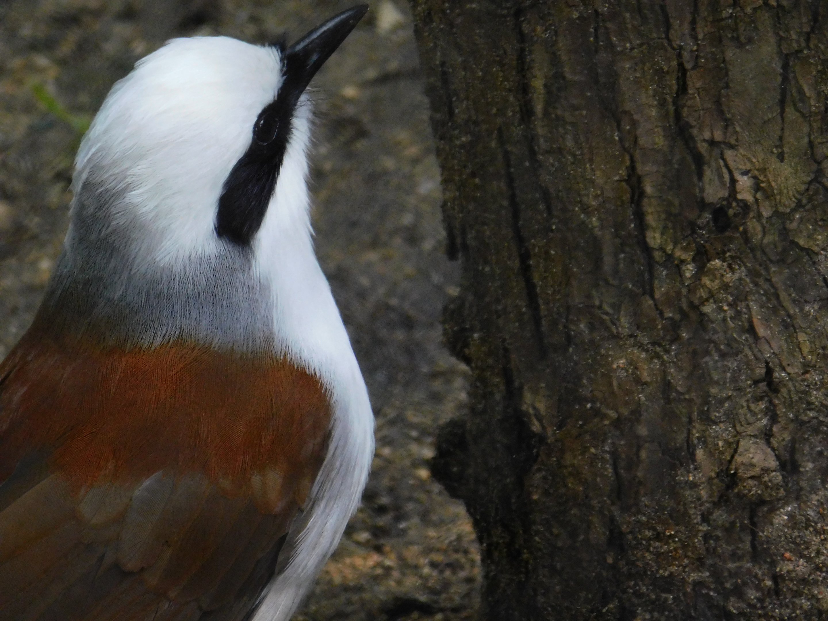 White Crested Laughingthrush
