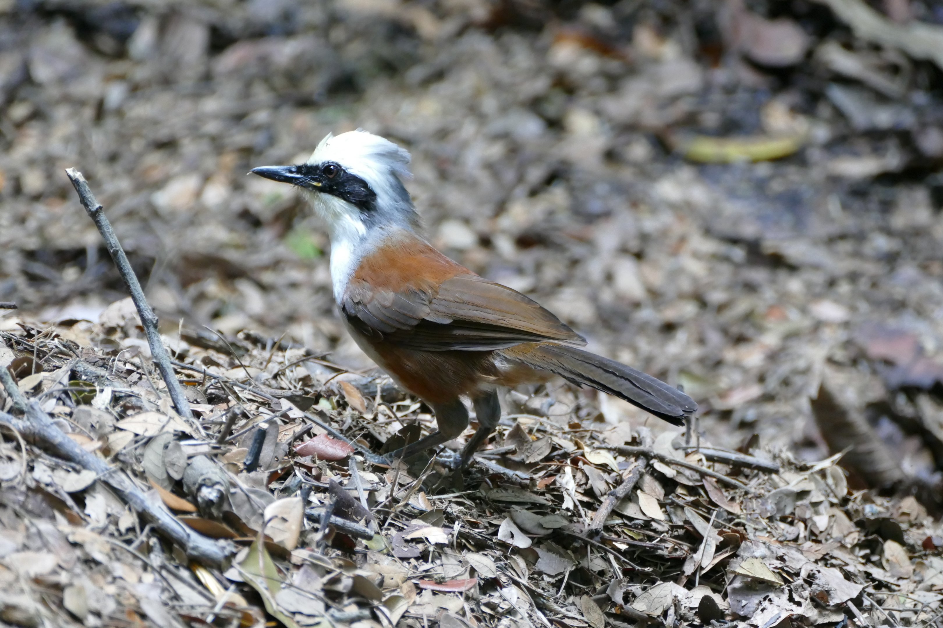 White-crested Laughingthrush