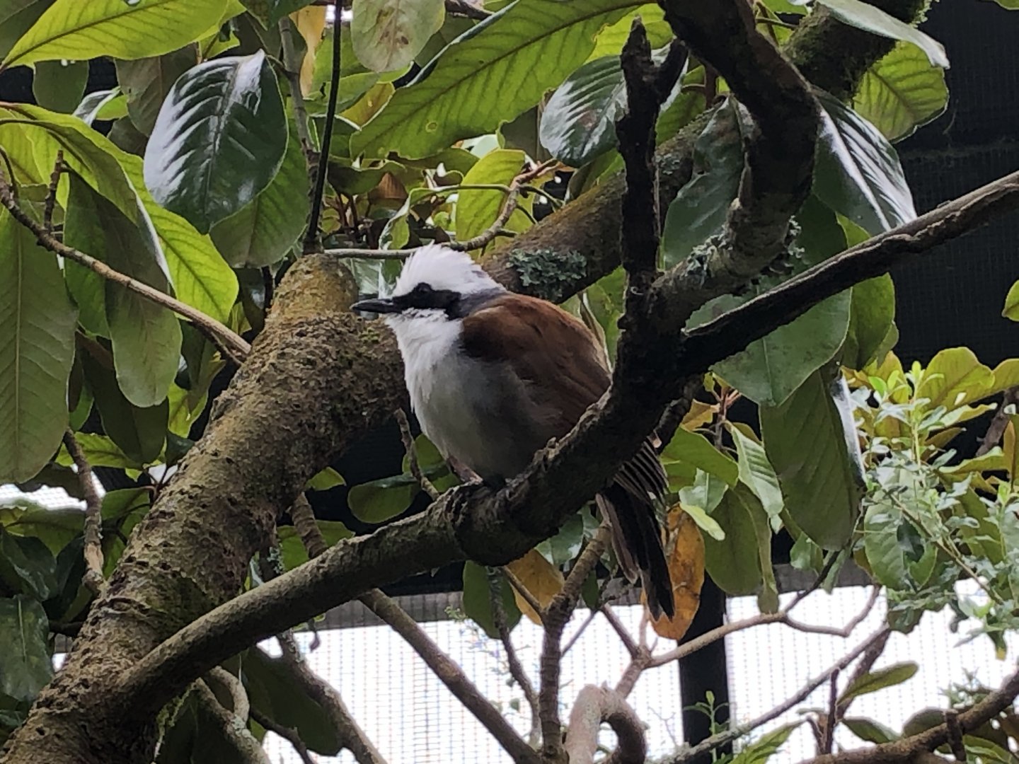 White-crested laughingthrush