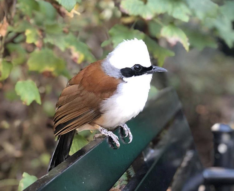 White-crested laughingthrush