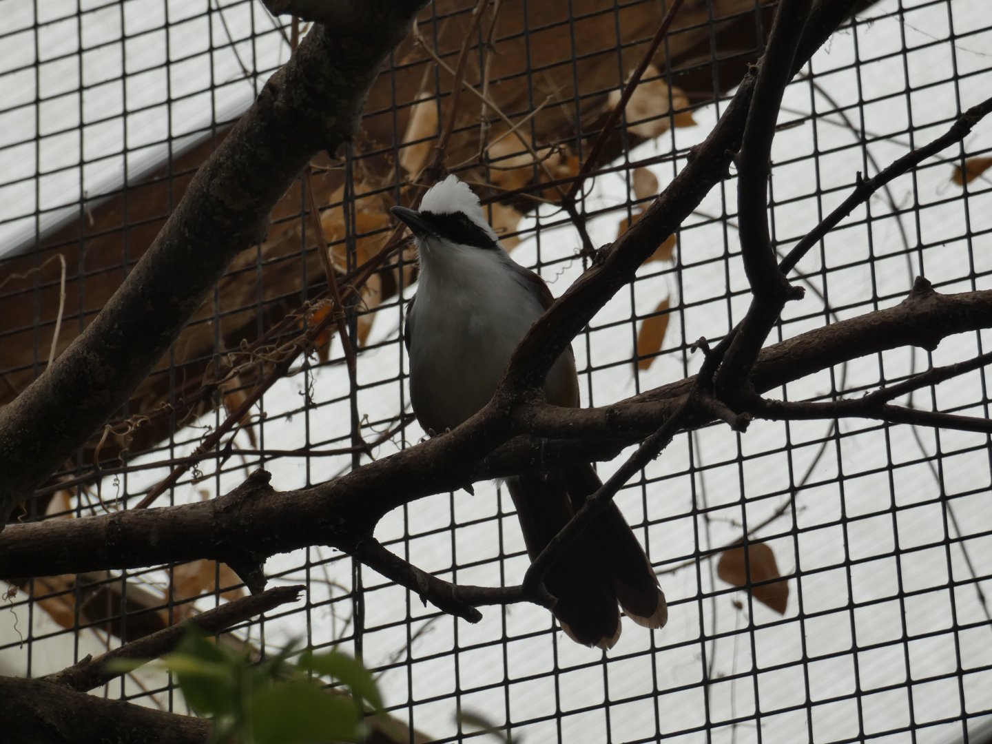 White-crested laughingthrush
