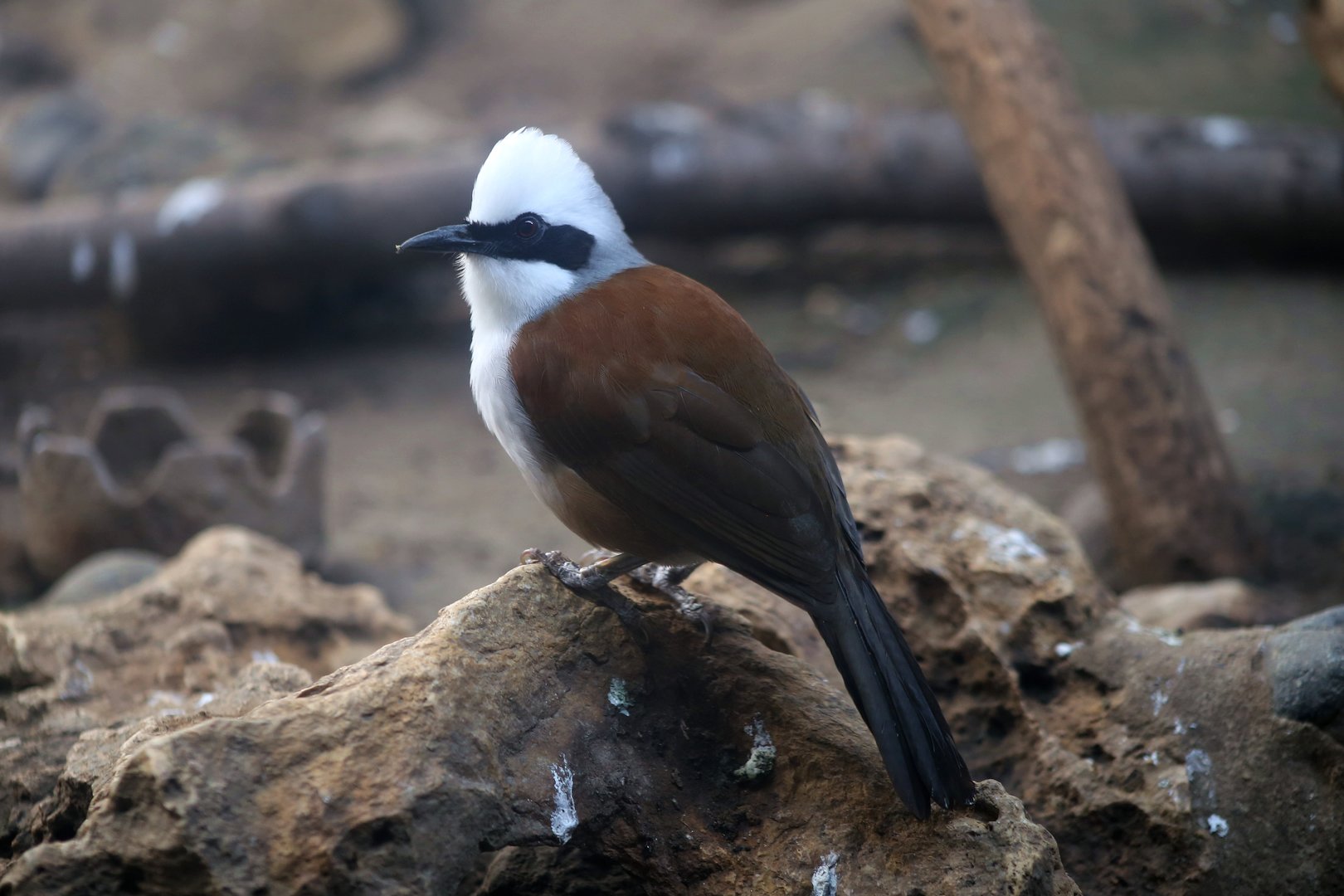 White-crested Laughingthrush