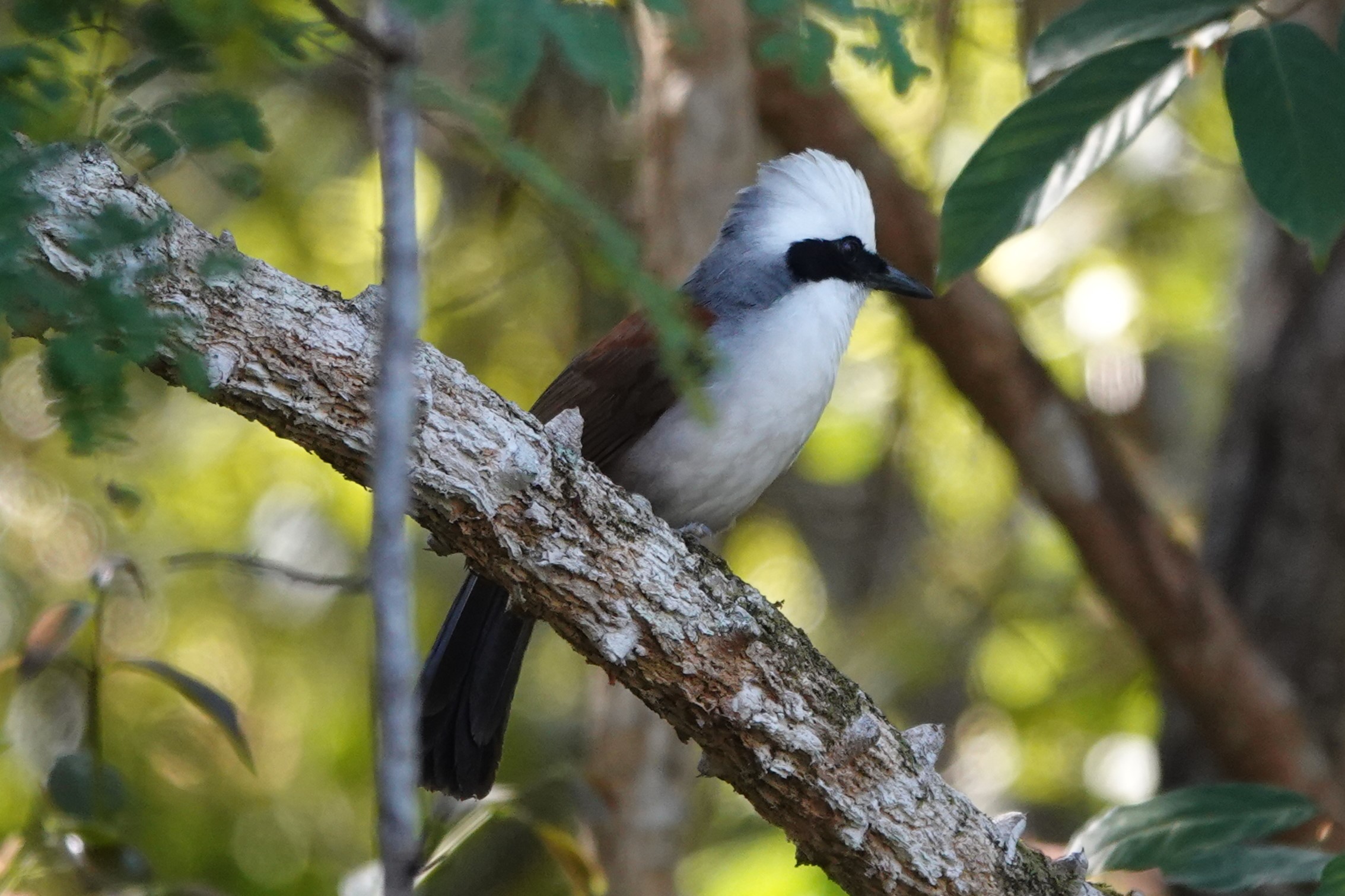 White-crested Laughingthrush