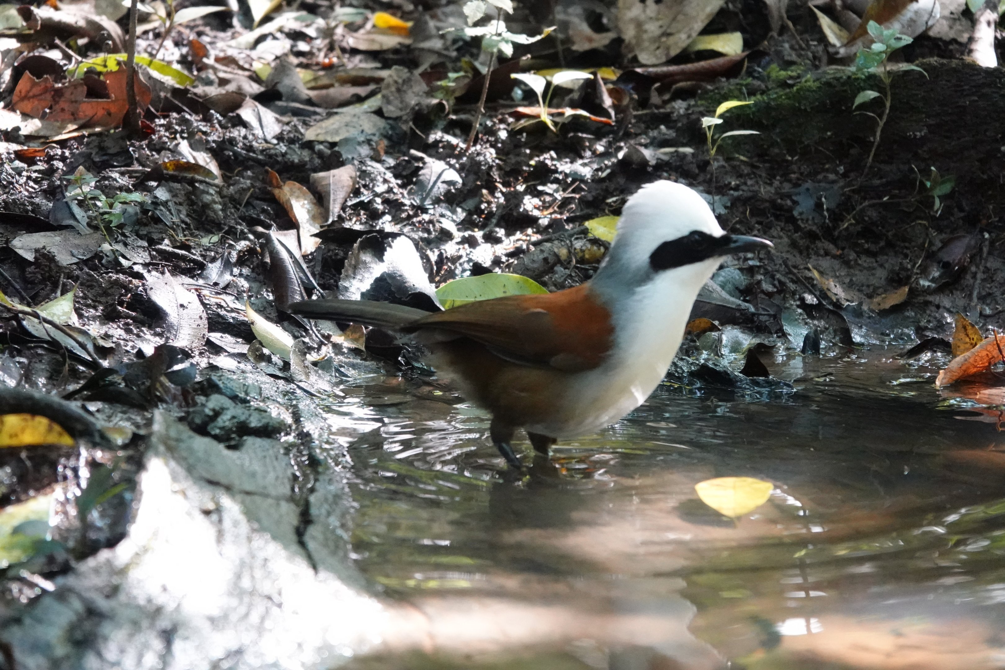 White-crested Laughingthrush