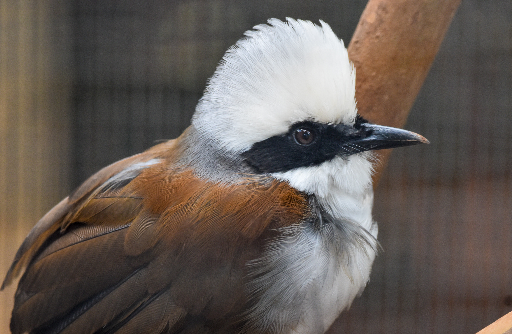 White-crested Laughingthrush
