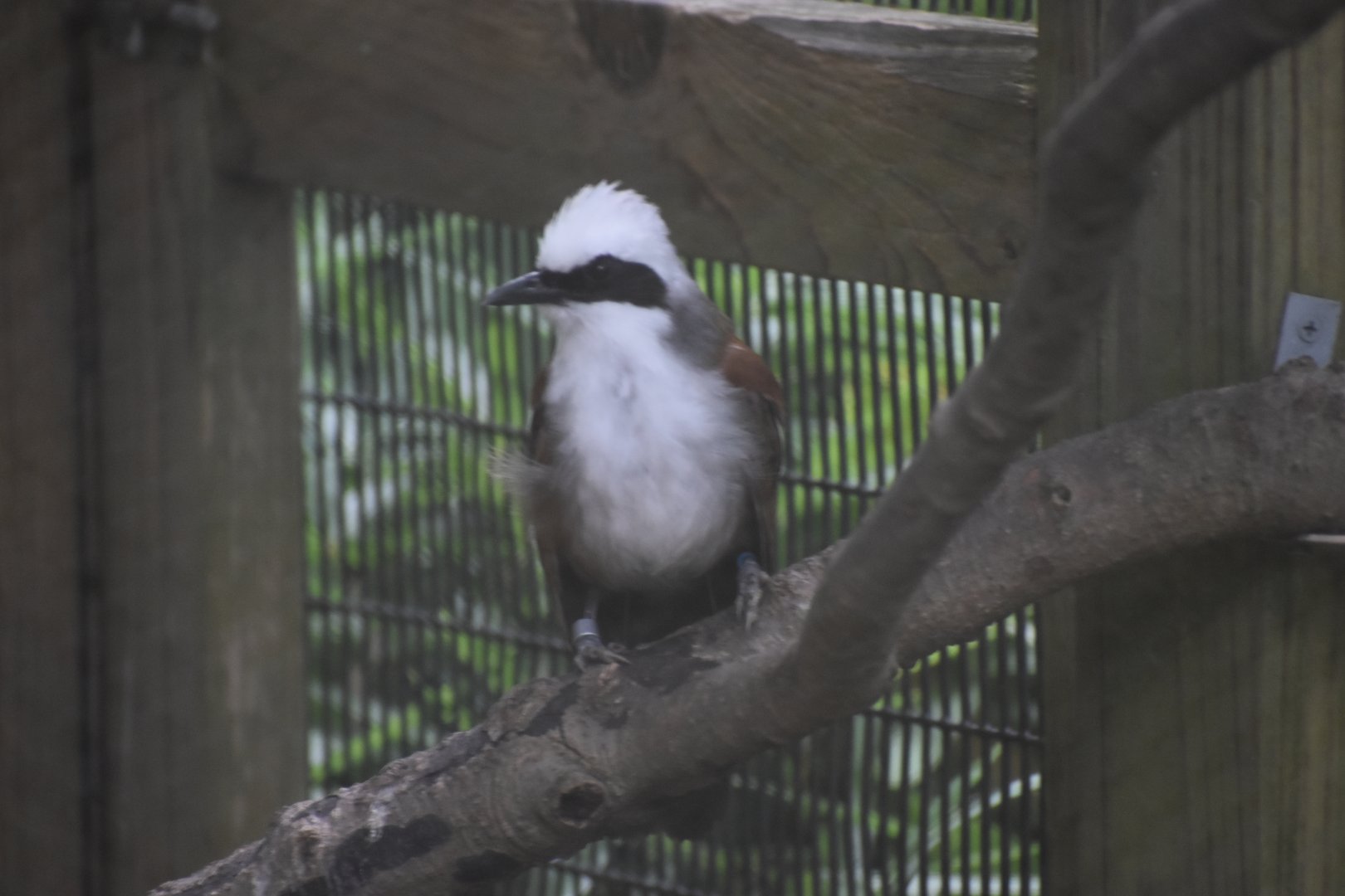 White-crested laughingthrush
