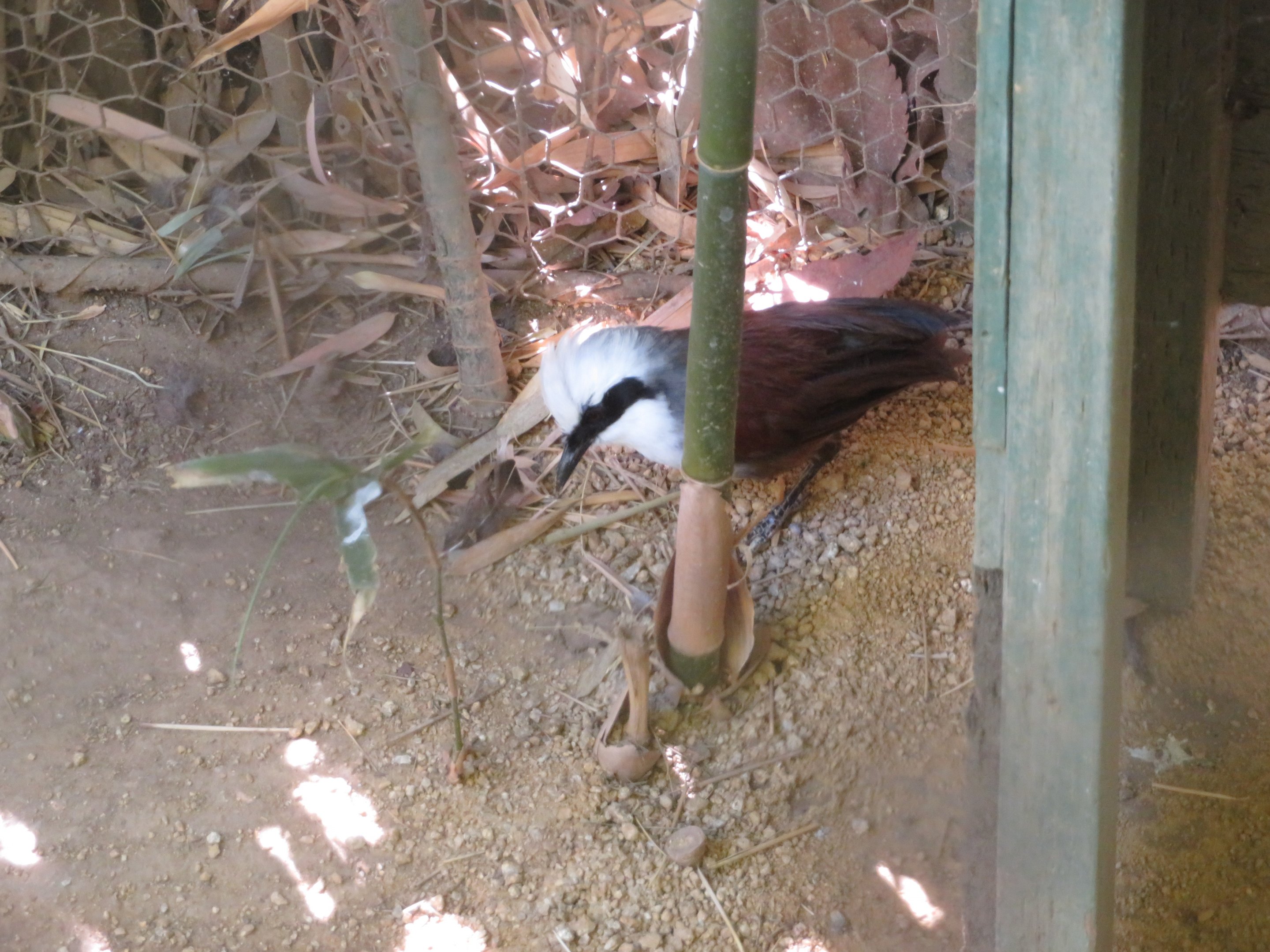 White-crested Laughingthrush