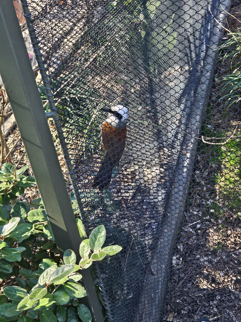 White-Crested Laughingthrush