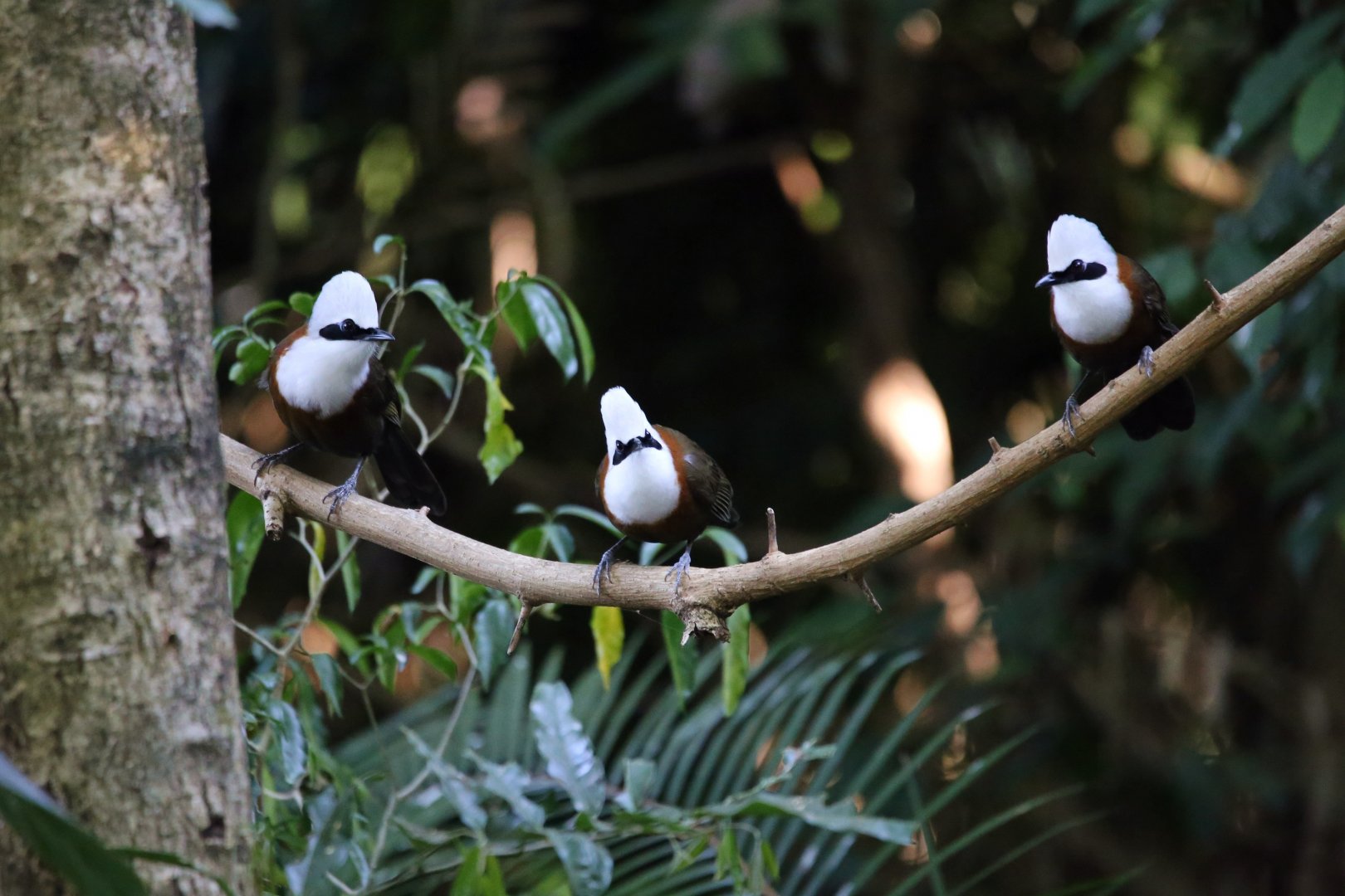 White-crested Laughingthrush