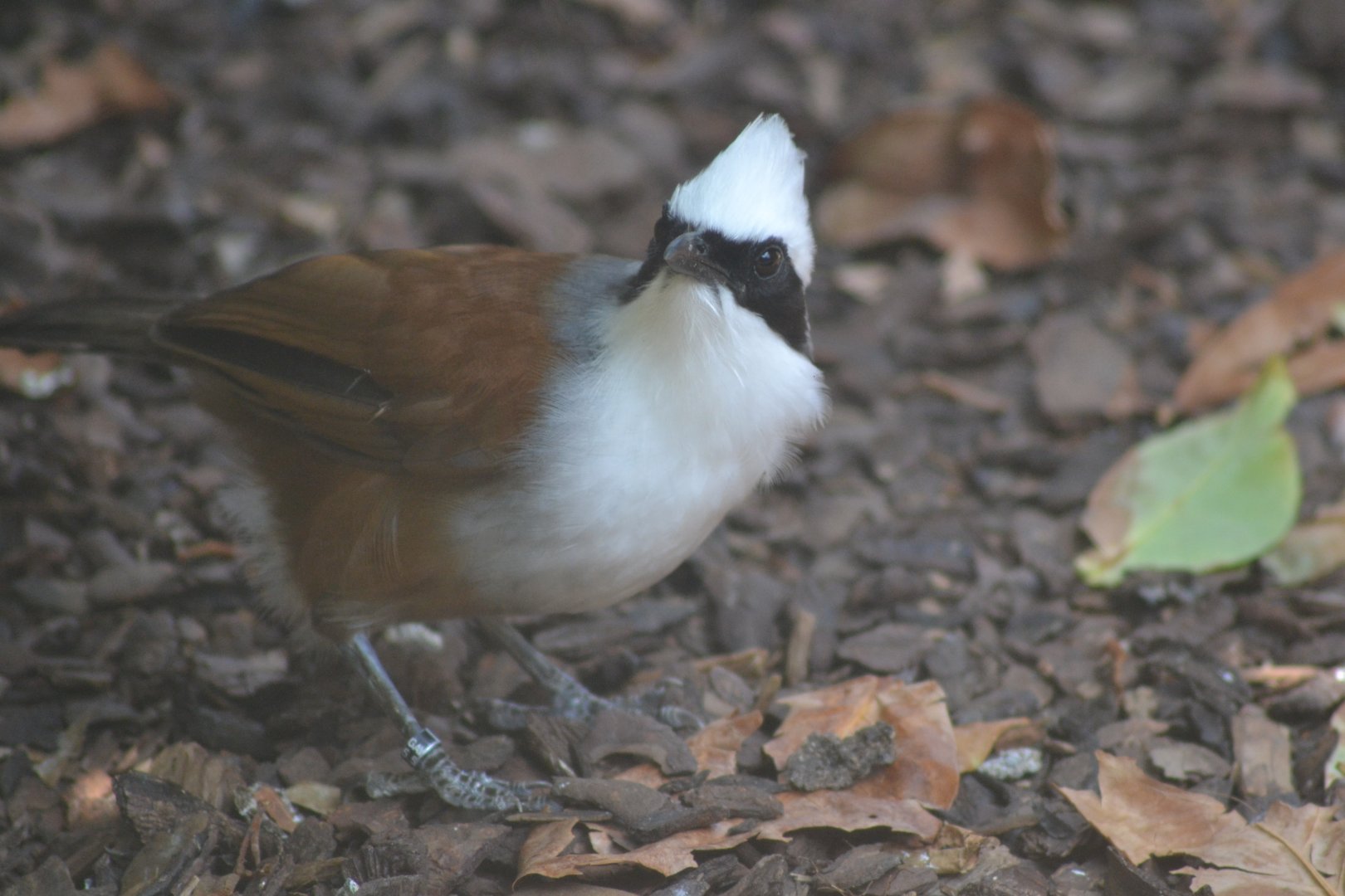 White-crested laughingthrush