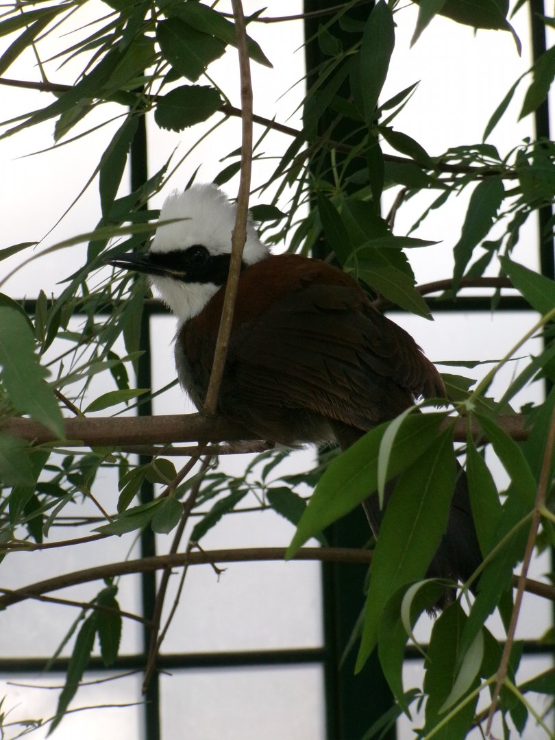 White-crested laughingthrush