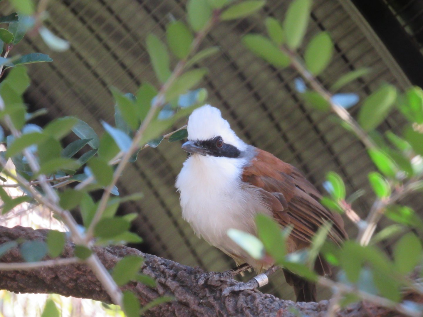 White-crested Laughingthrush