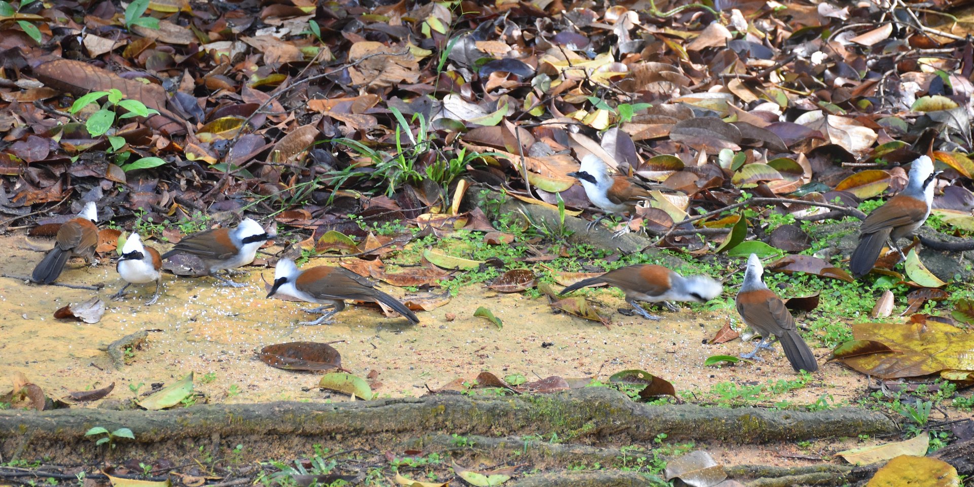 White-crested Laughingthrushes (Garrulax leucolophus)