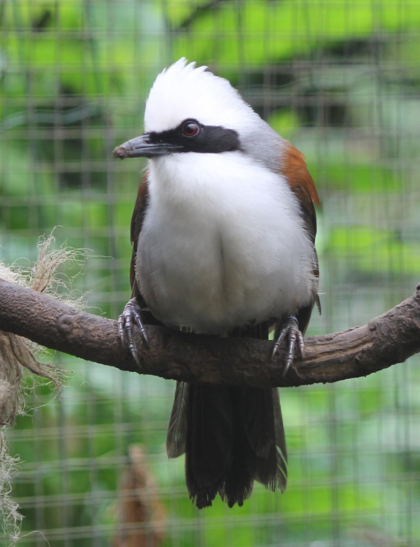 White-crested lauging thrush