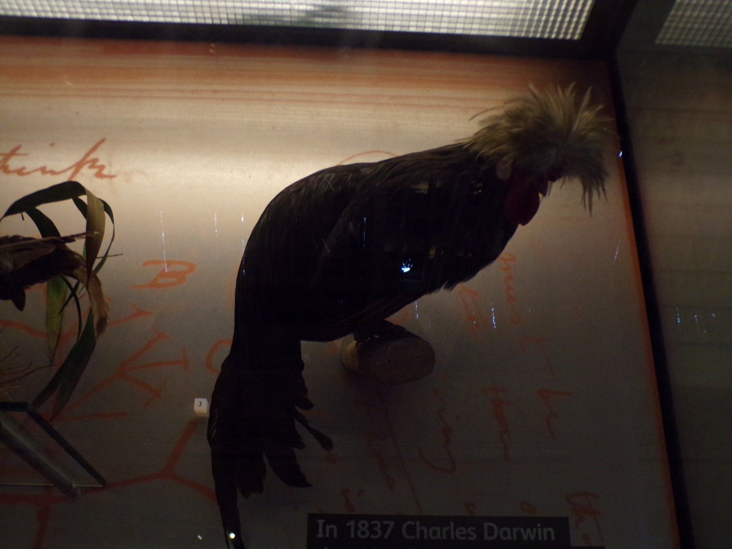 White-crested polish cock 26.8.23