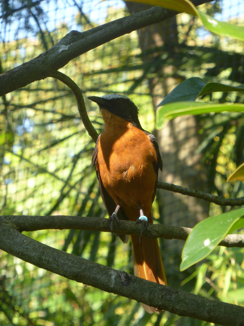 White-crested Robin Chat