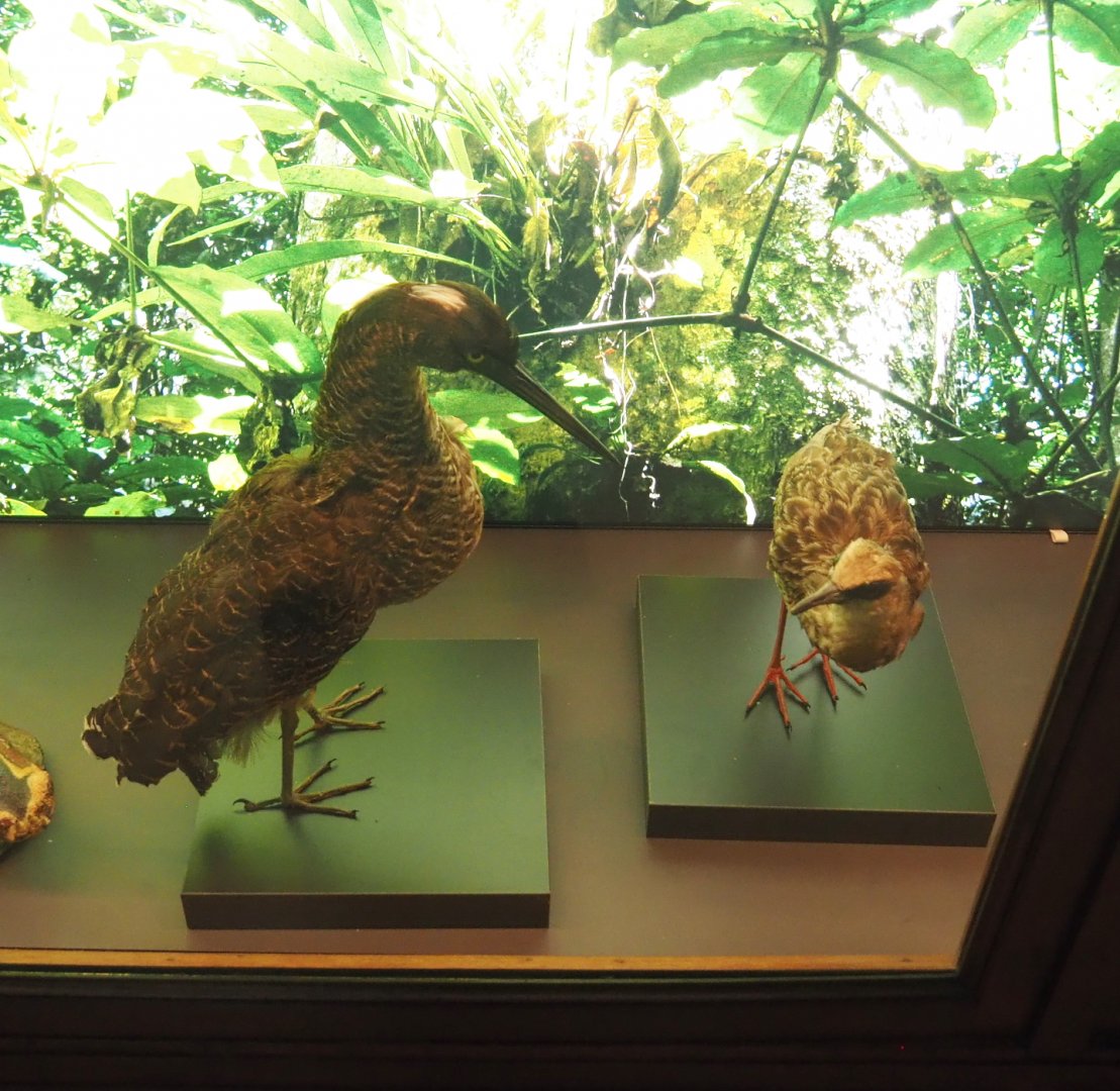 White-crested tiger heron (Tigriornis leucolopha) and Nkulengu rail (Himantornis haematopus) specimens, 2021-10-20