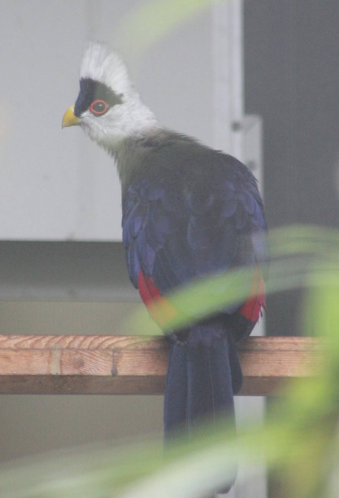 White-crested touraco