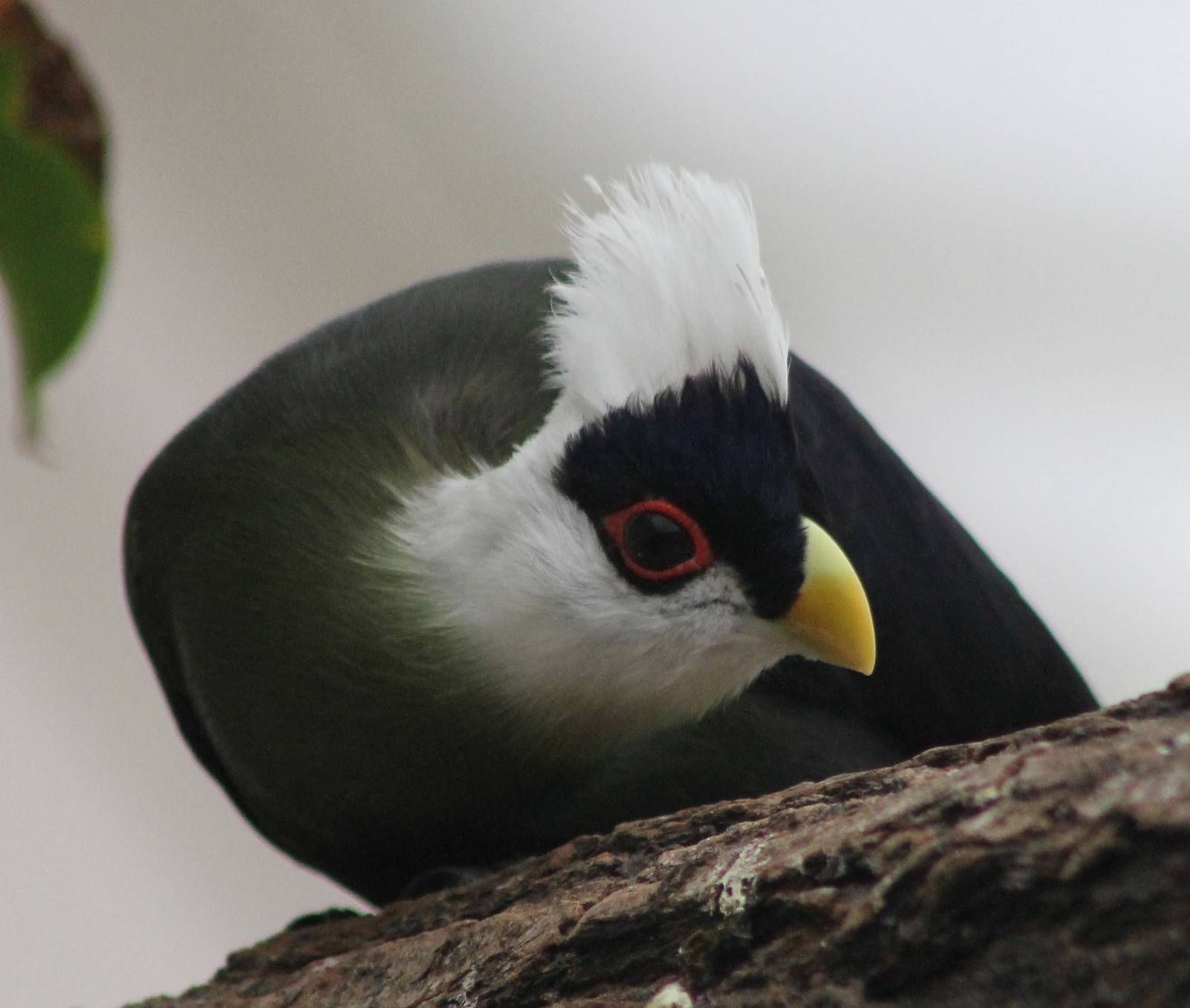 White-crested touraco
