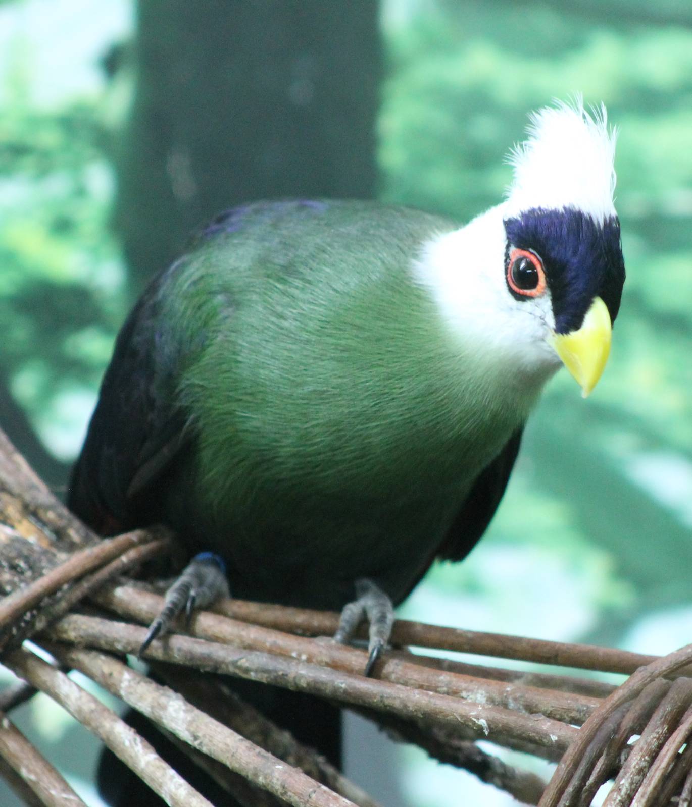 White-crested touraco