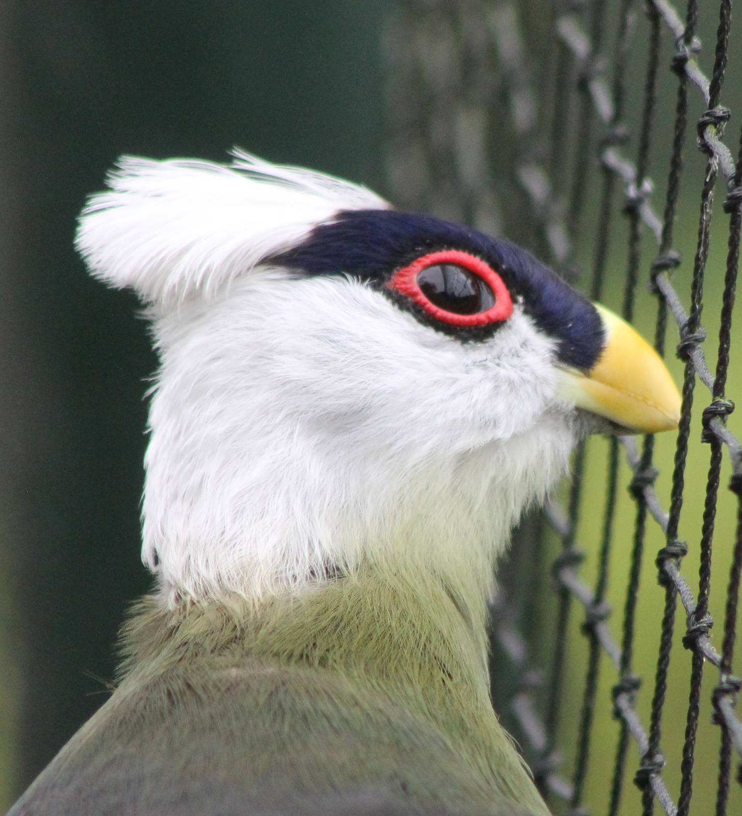 White-crested touraco