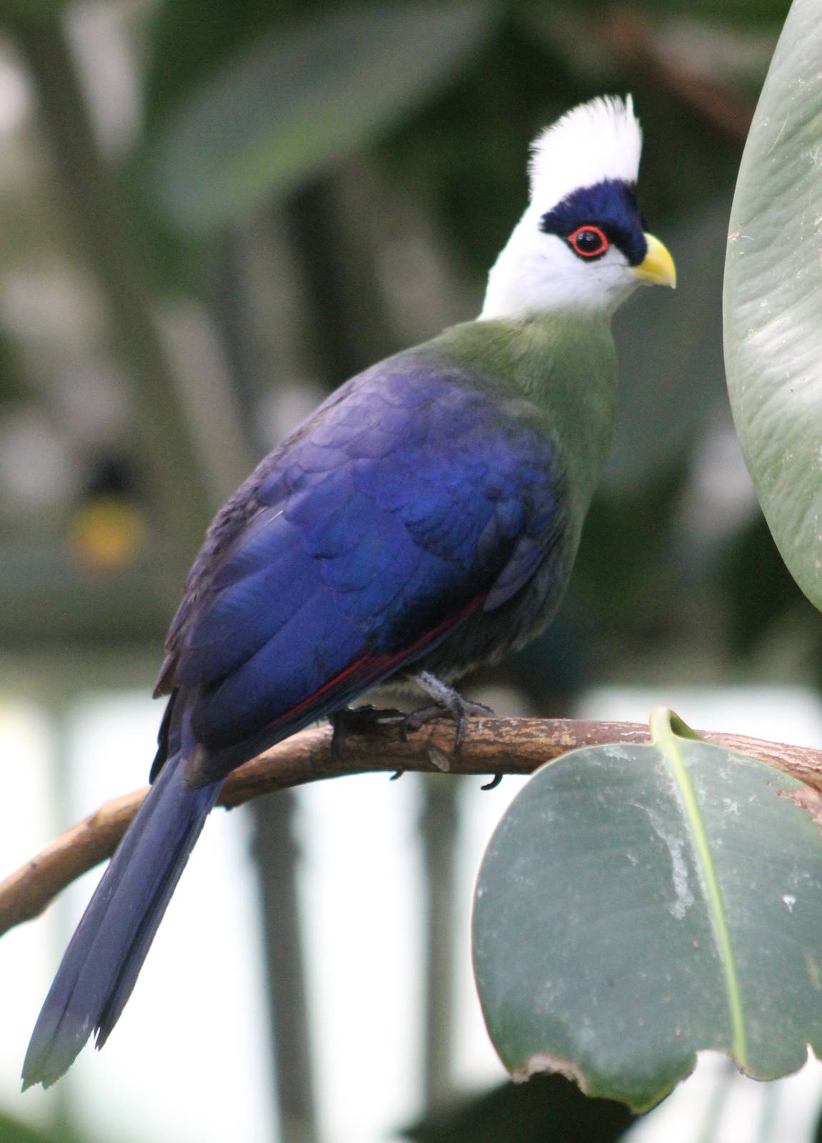 White-crested touraco